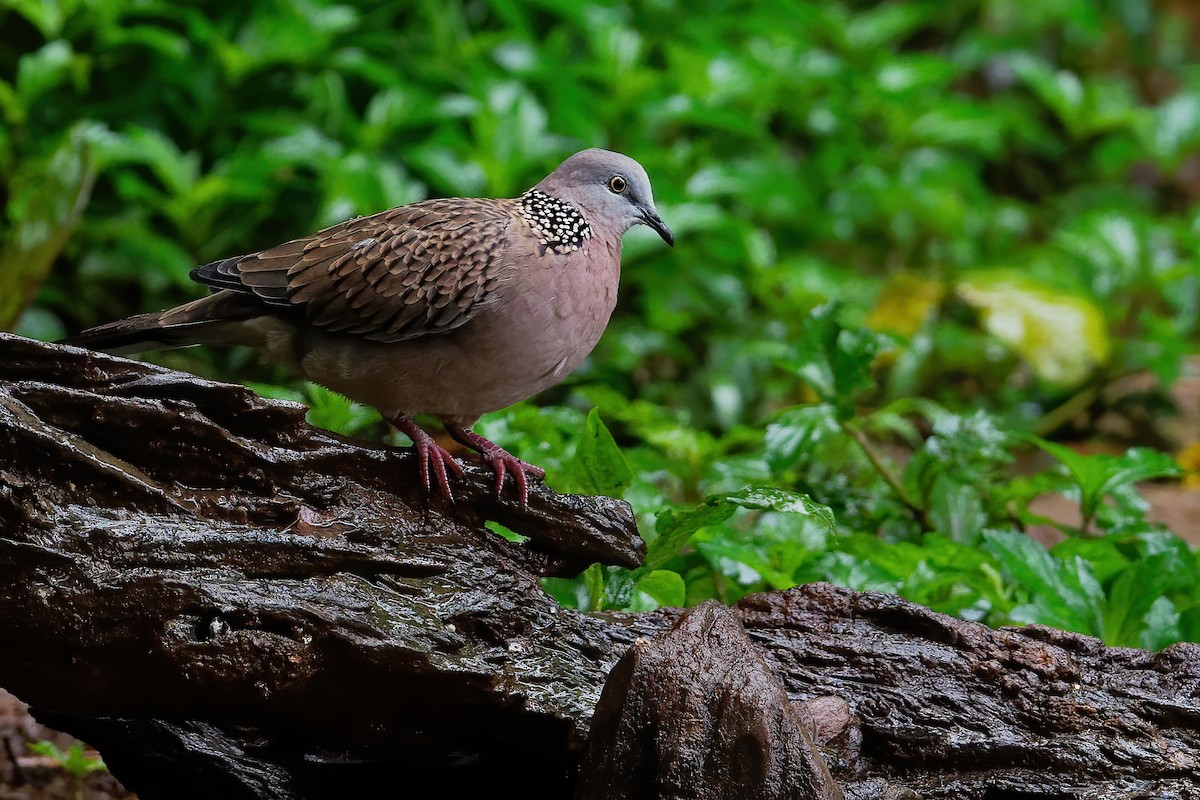 Spotted Dove (Eastern) - ML194861181