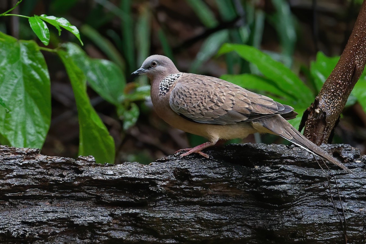 Spotted Dove (Eastern) - ML194861191
