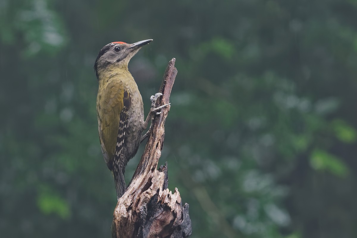 Gray-headed Woodpecker (Black-naped) - ML194861441