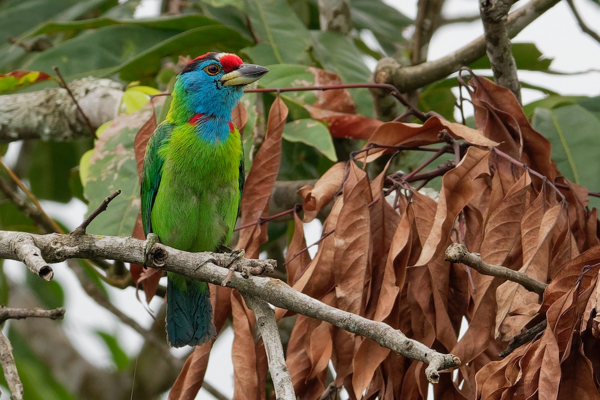 Blue-throated Barbet (Red-crowned) - Vincent Wang