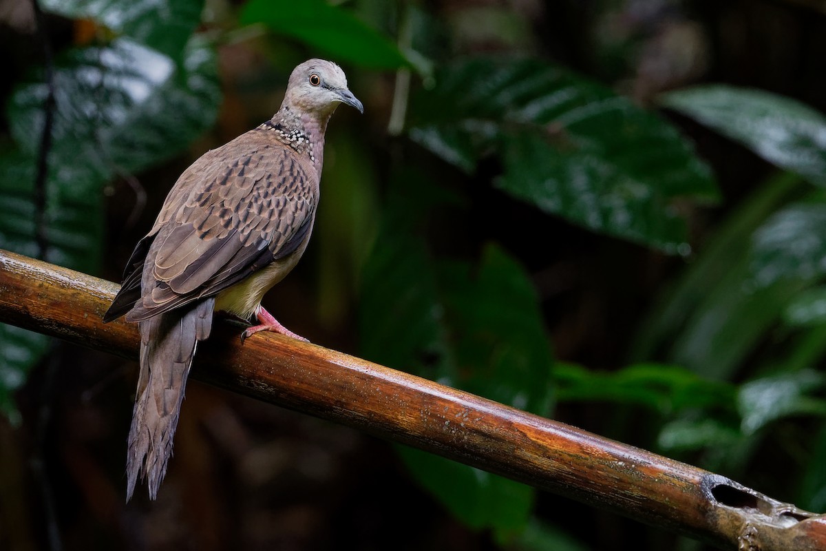 Spotted Dove (Eastern) - ML194864121