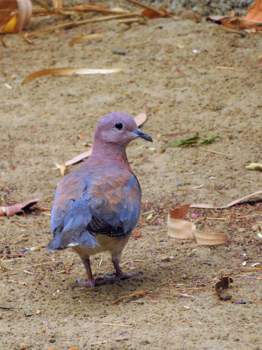 Laughing Dove - ML194867151