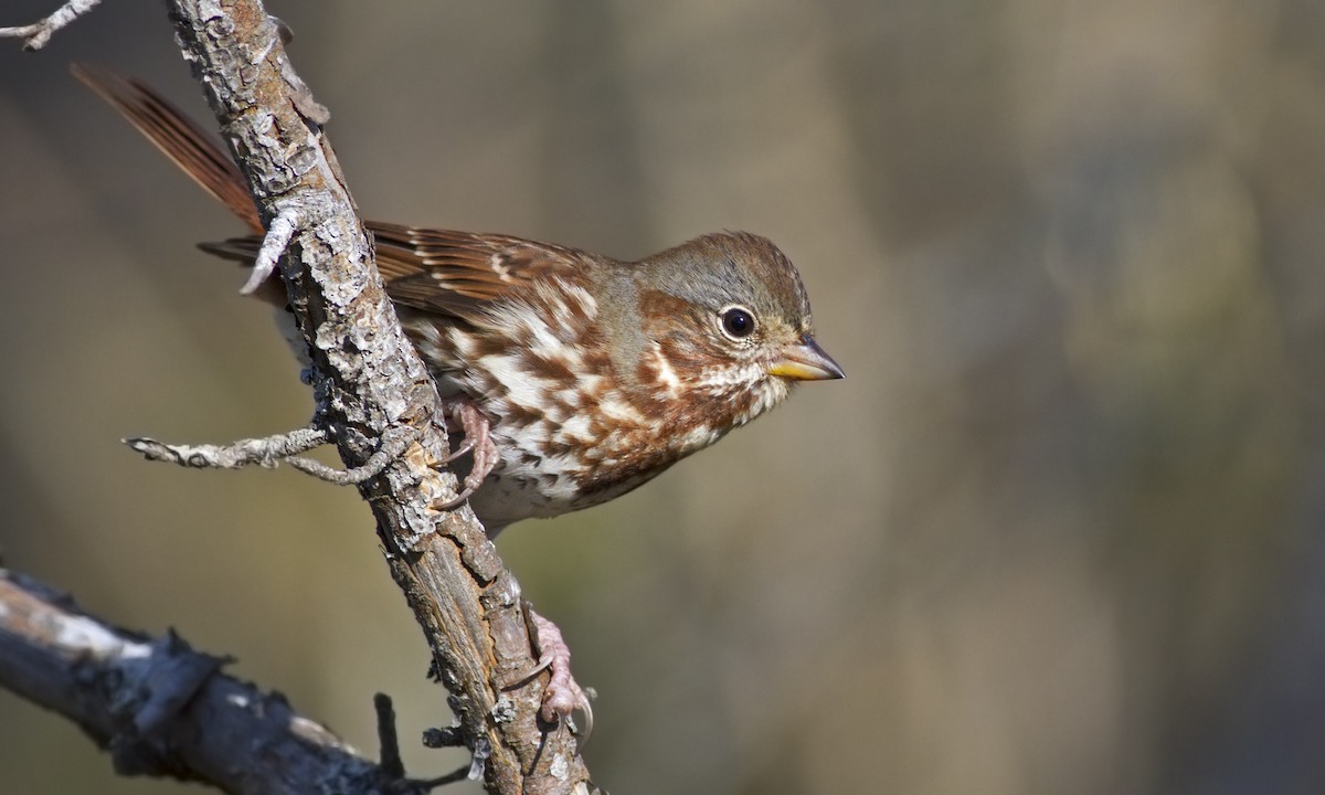 Fox Sparrow (Red) - ML194869091