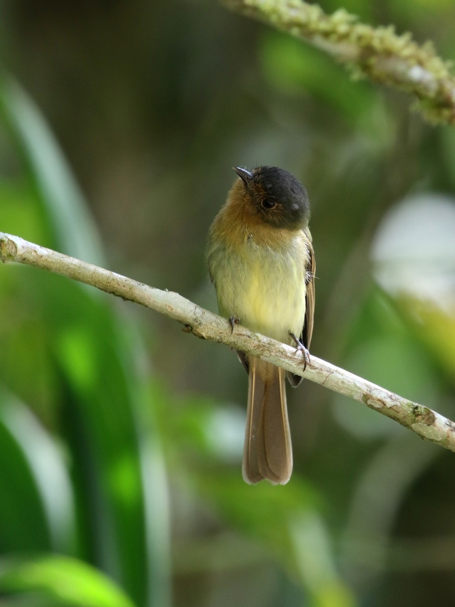 Rufous-breasted Flycatcher - ML194875761