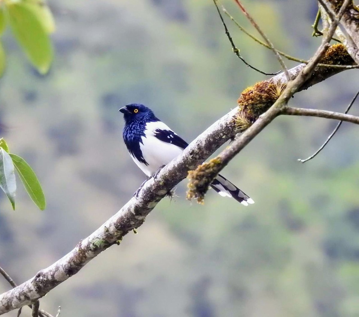 Magpie Tanager - ML194880901