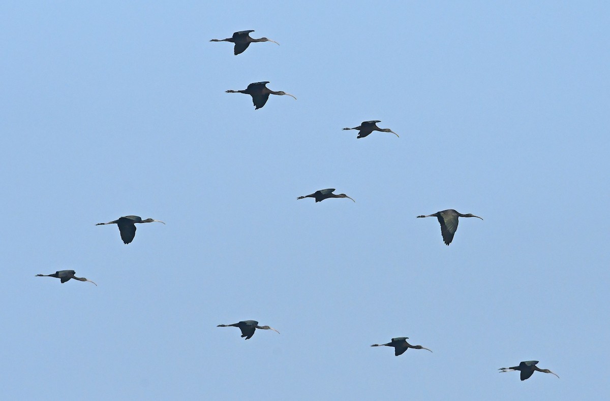ibis hnědý - ML194887241