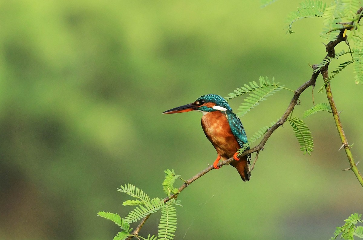 Common Kingfisher - Nature Society of Tirupur Tirupur