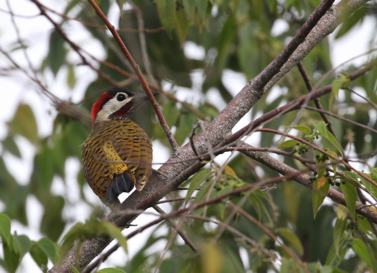 Spot-breasted Woodpecker - Daniel Branch