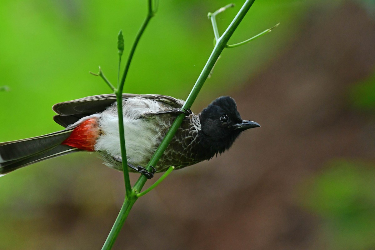 Red-vented Bulbul - ML194890211