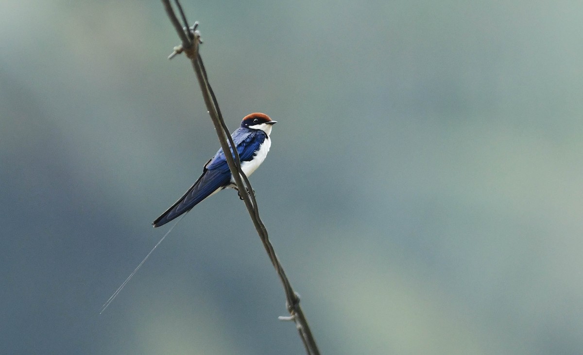 Wire-tailed Swallow - ML194890261