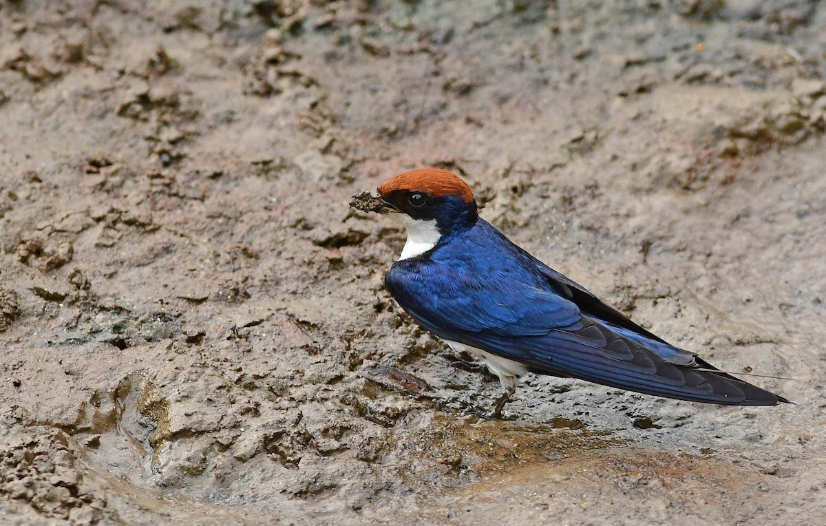 Wire-tailed Swallow - ML194890291