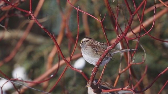 White-throated Sparrow - ML194895961