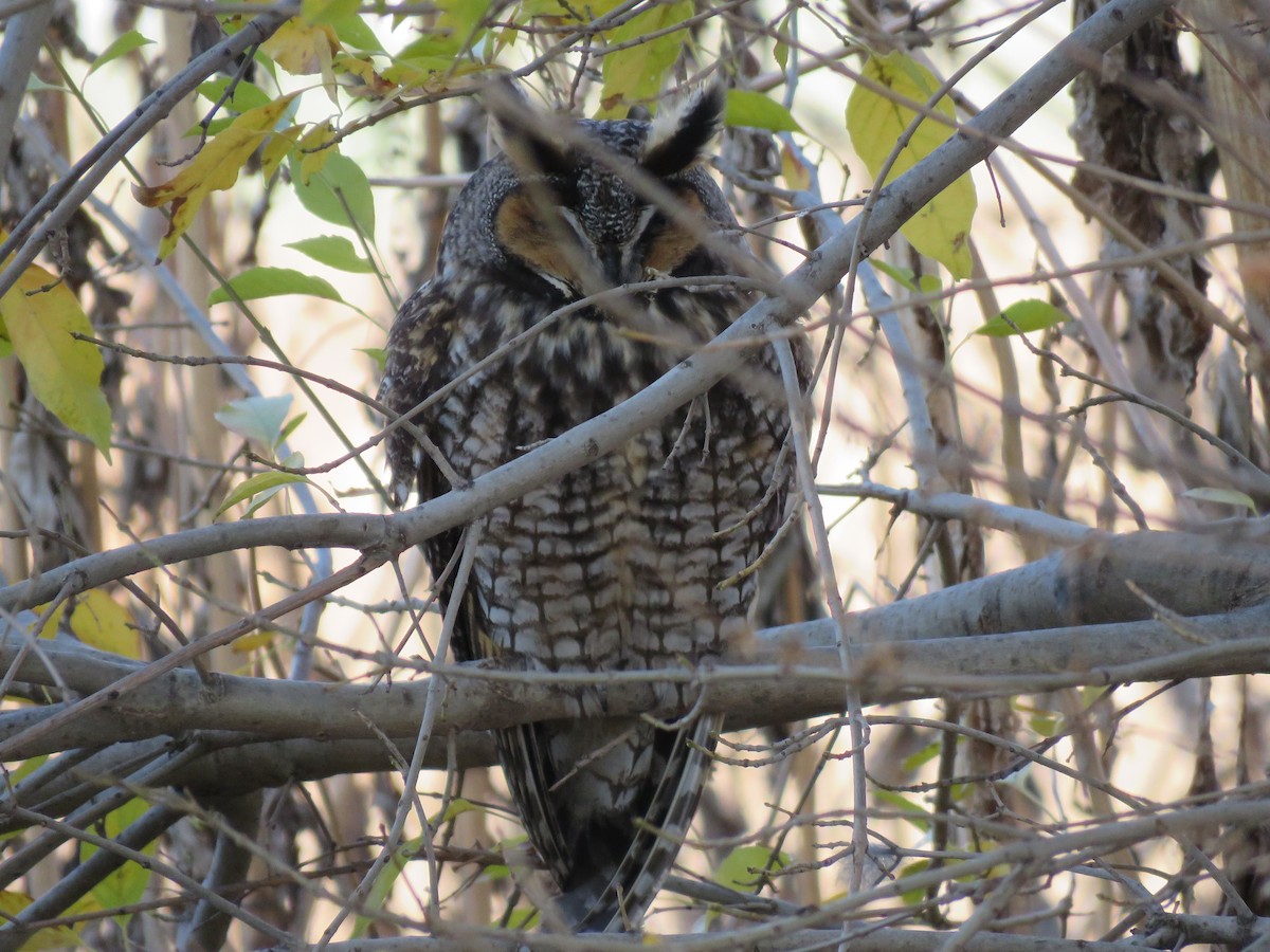 Long-eared Owl - ML194896281