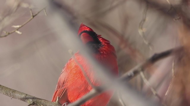 Cardinal rouge - ML194896881
