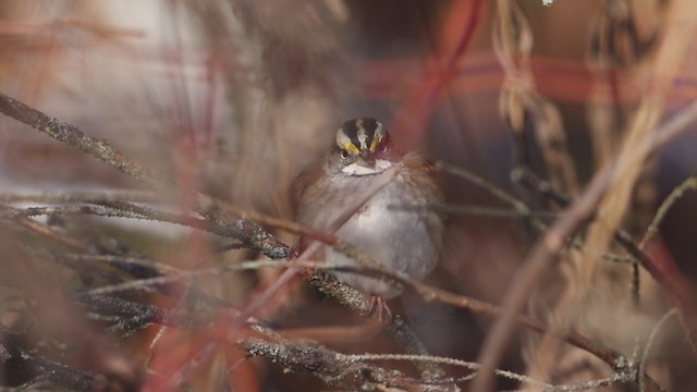 White-throated Sparrow - ML194896981