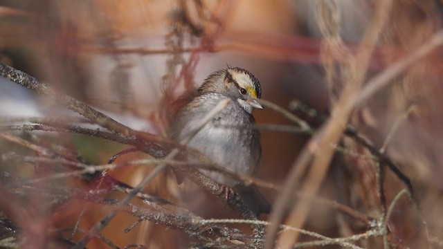 White-throated Sparrow - ML194900021
