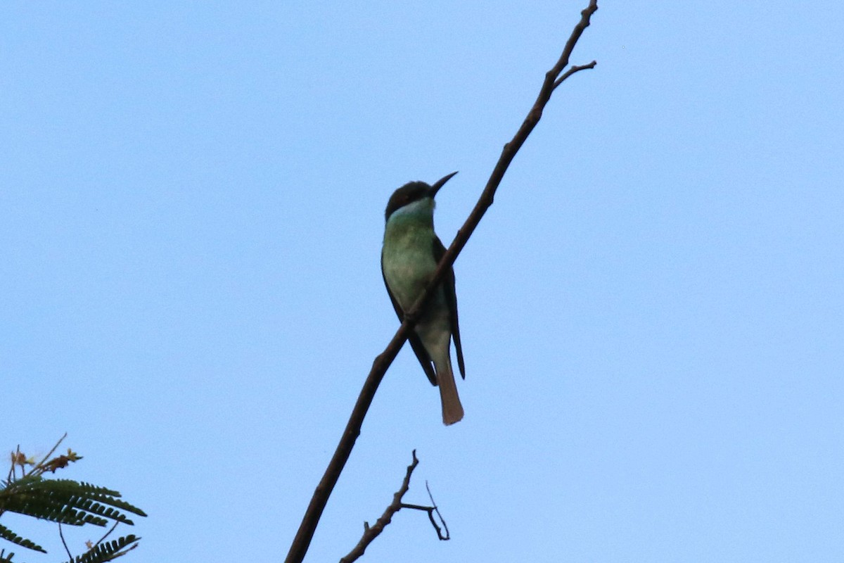 Blue-throated Bee-eater - ML194903501