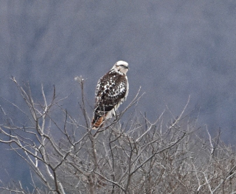 Red-tailed Hawk (Harlan's) - ML194906531
