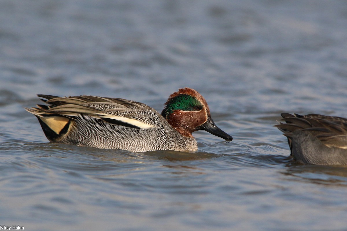 Green-winged Teal - ML194909541
