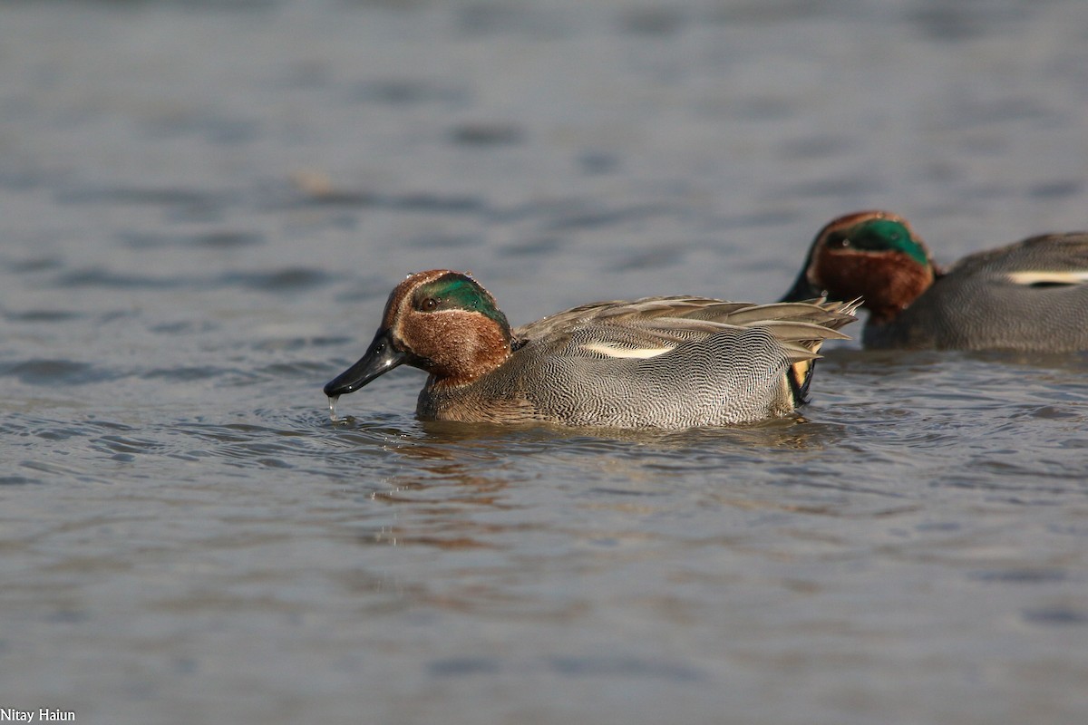 Green-winged Teal - ML194909621
