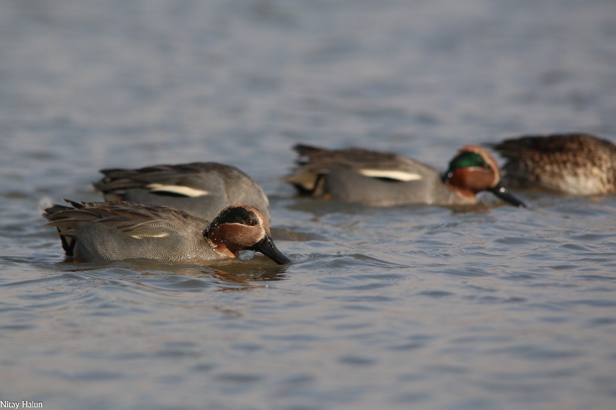 Green-winged Teal - ML194909641