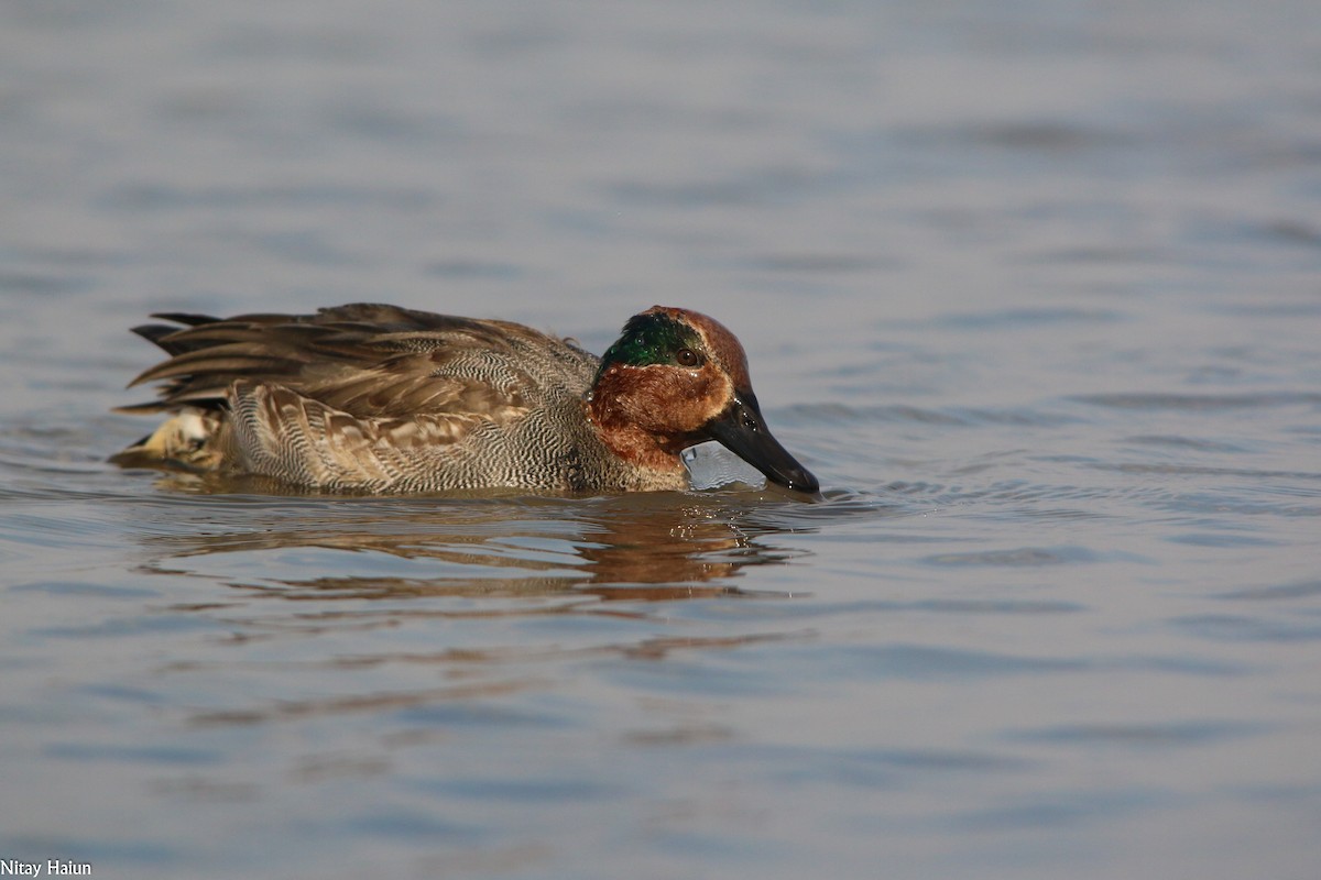 Green-winged Teal - ML194909811