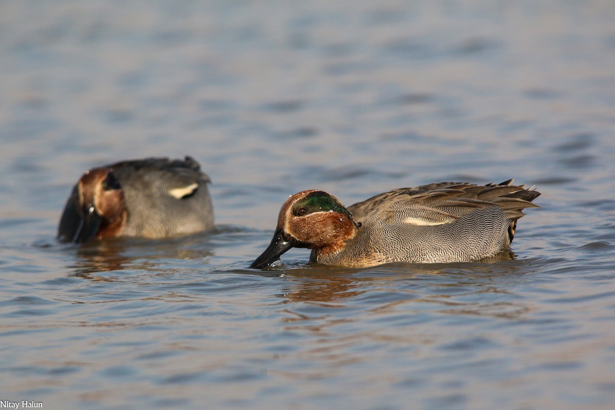 Green-winged Teal - ML194909821