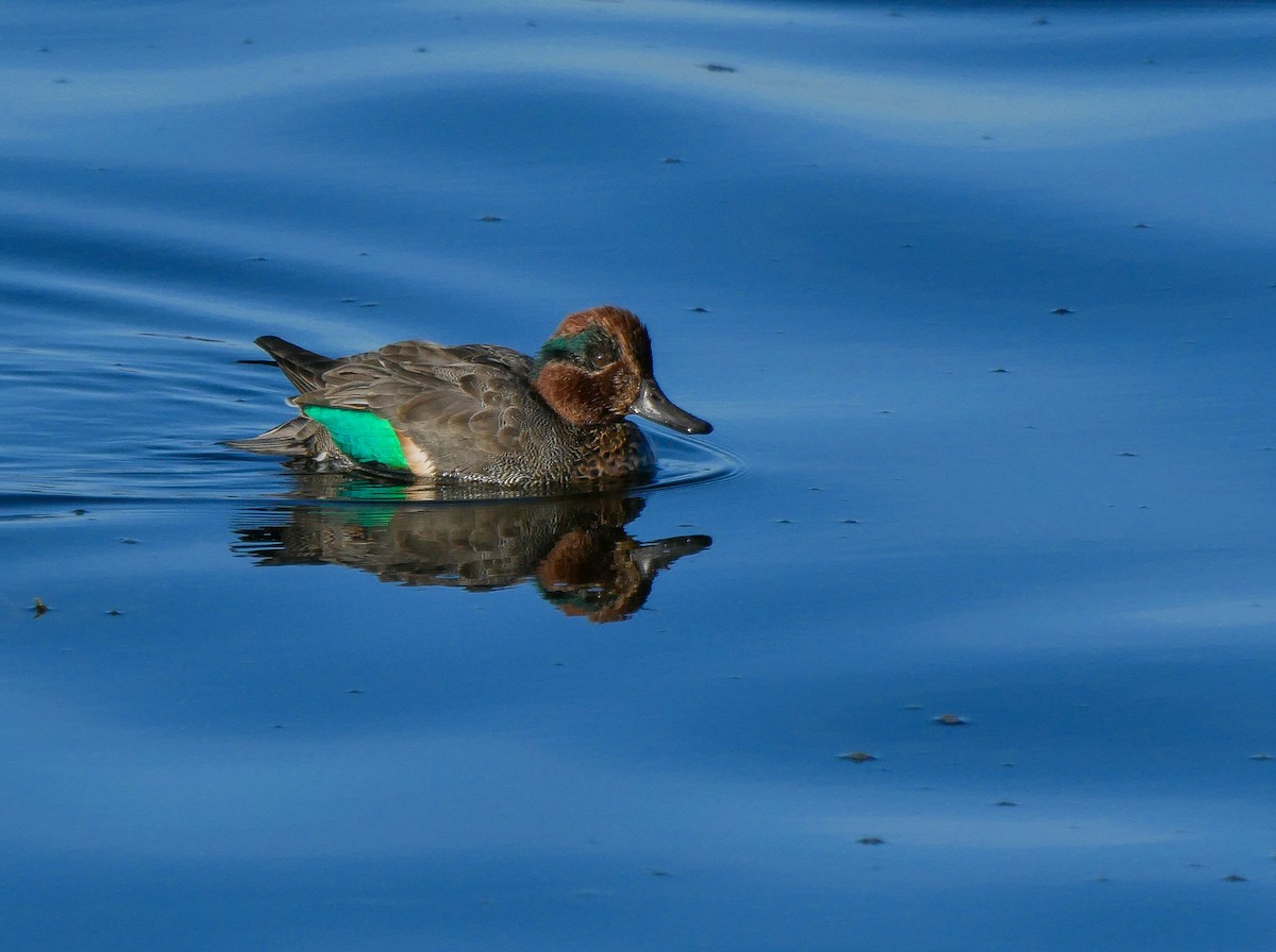 Green-winged Teal - ML194909841