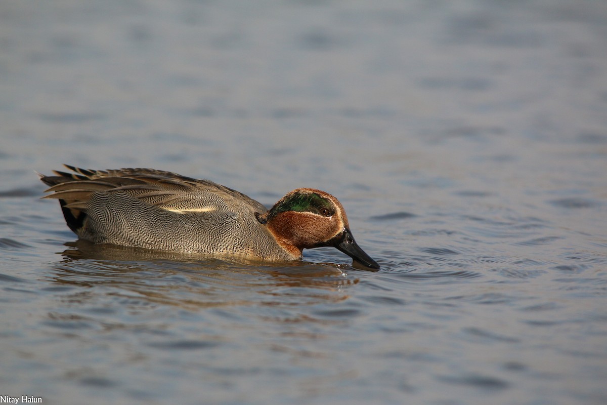 Green-winged Teal - ML194909861