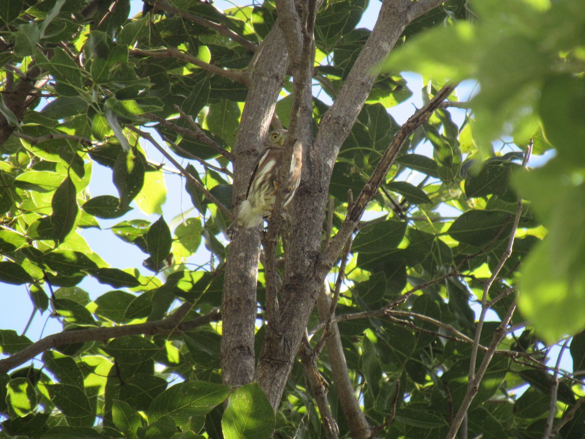 Colima Pygmy-Owl - ML194909931