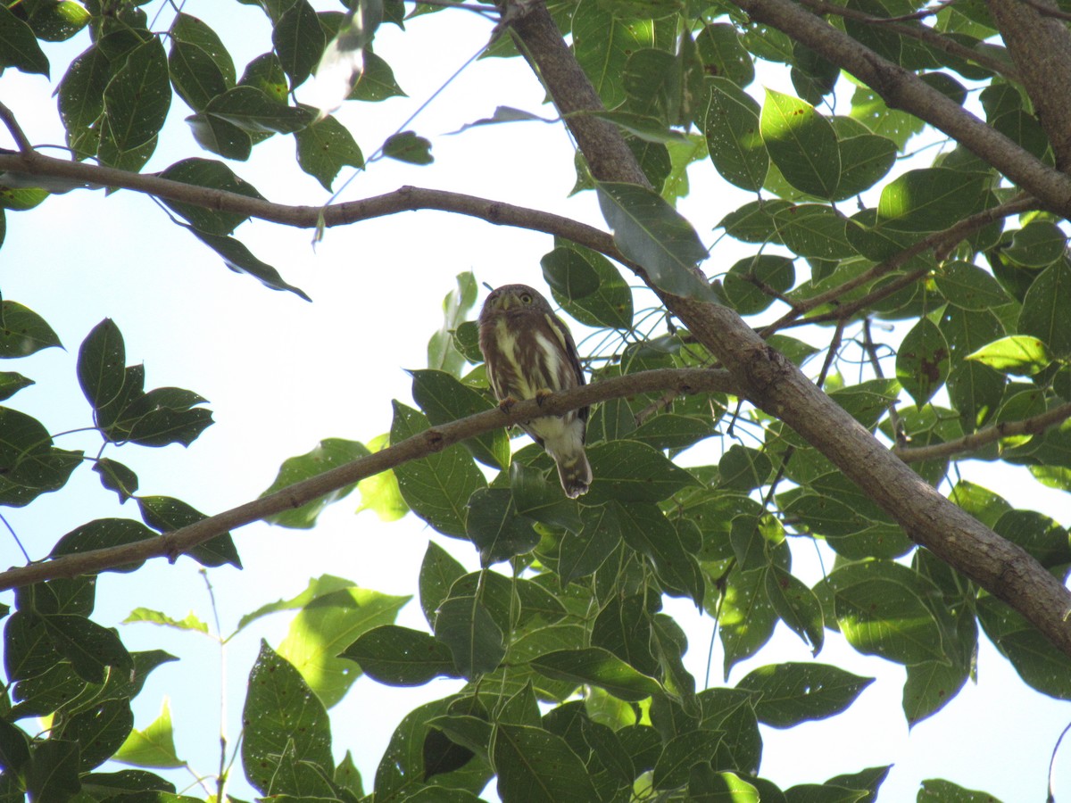 Colima Pygmy-Owl - ML194909941