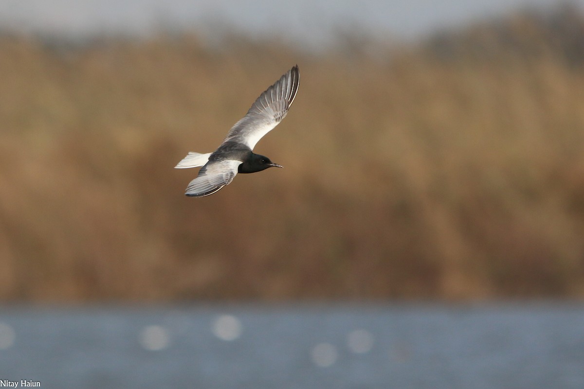 White-winged Tern - ML194910071