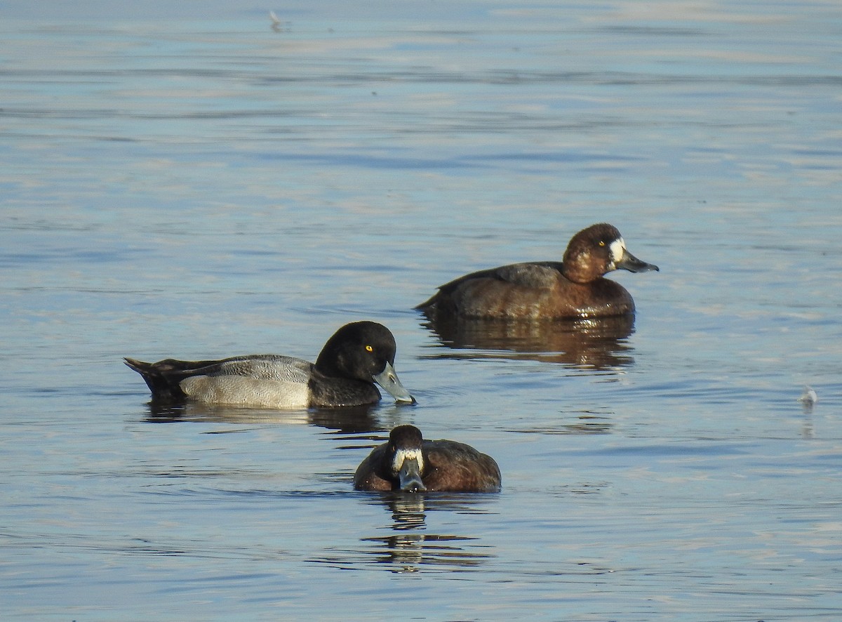 Greater Scaup - ML194912041