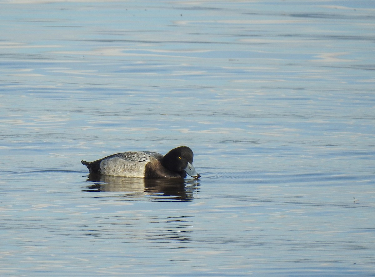 Greater Scaup - ML194912051
