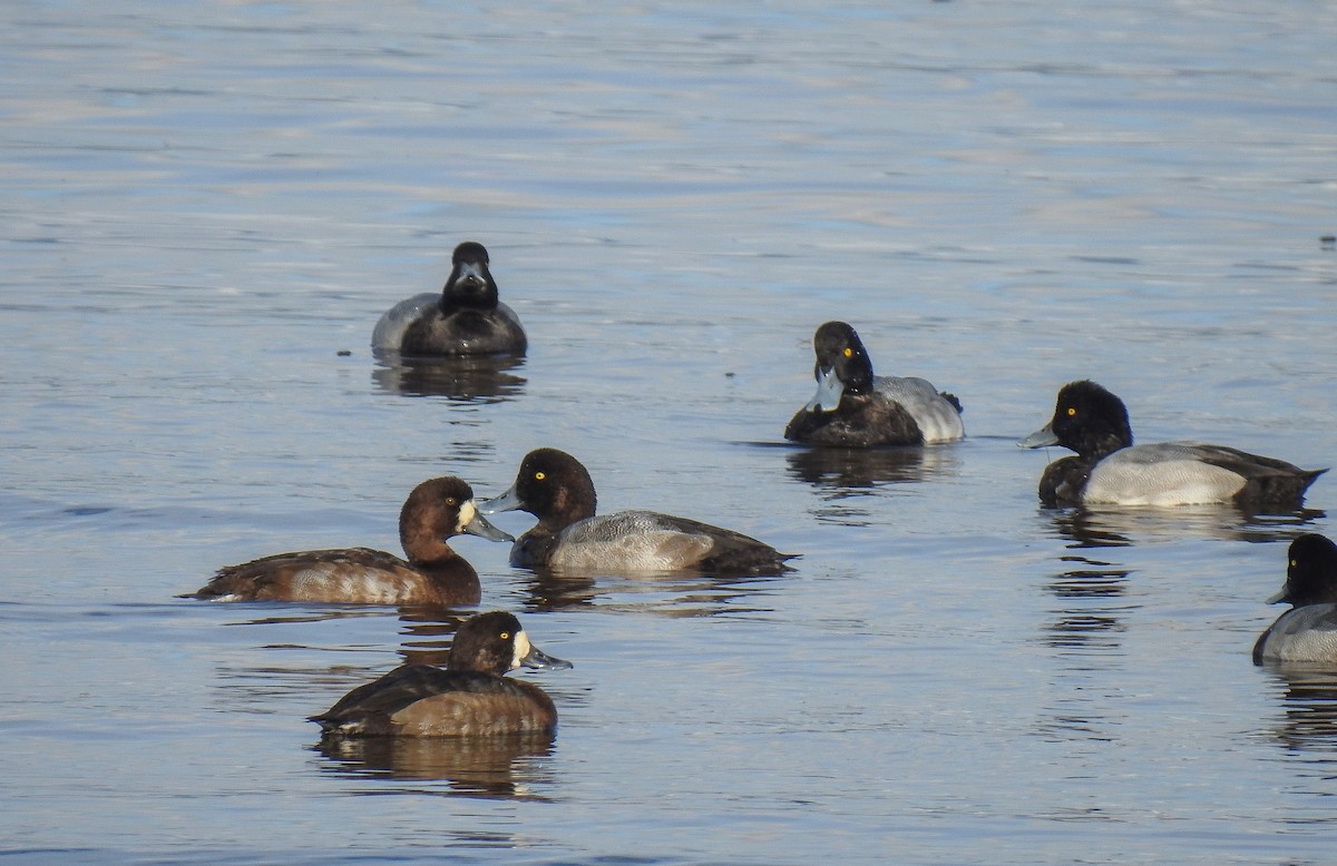 Greater Scaup - ML194912081