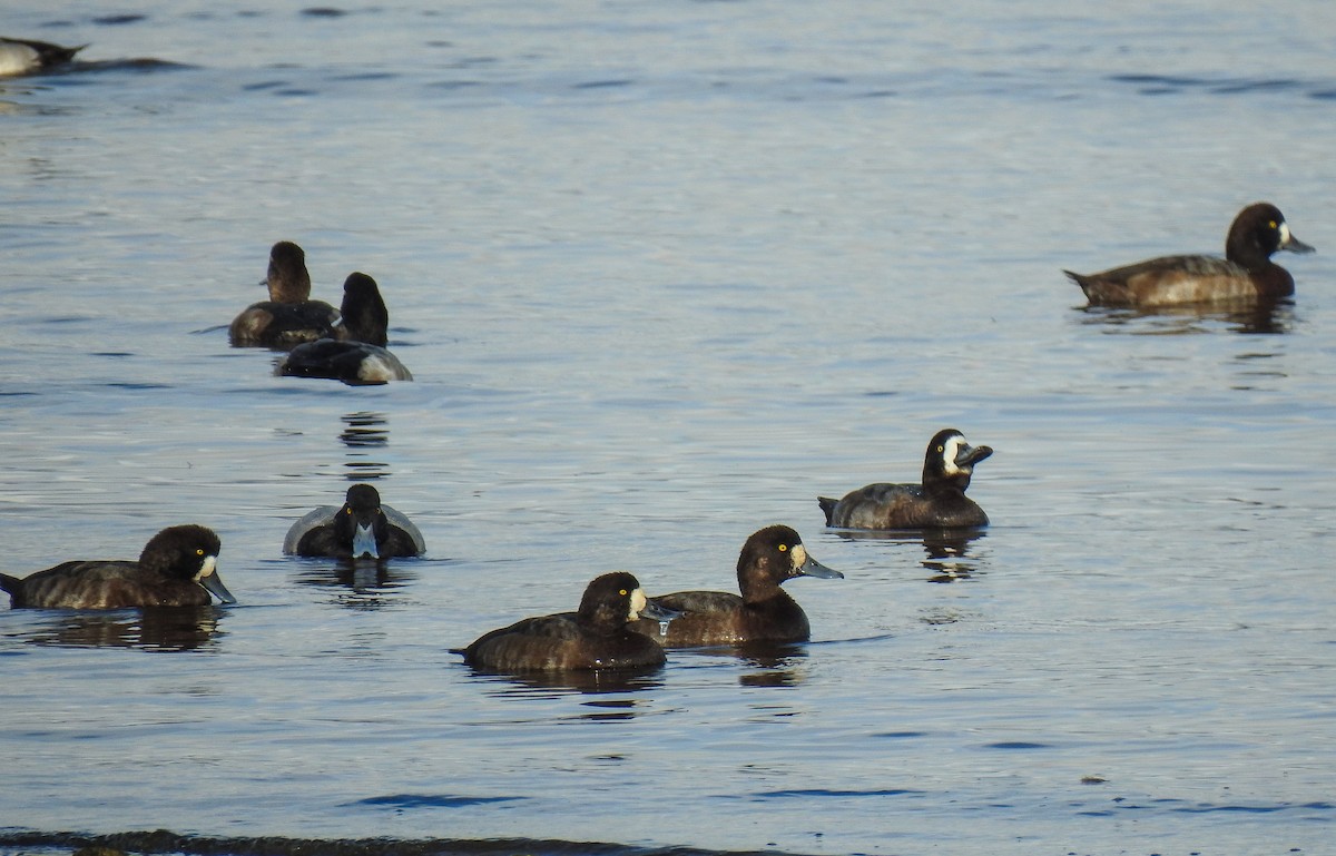 Greater Scaup - ML194912101