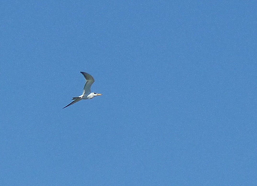 Large-billed Tern - ML194912621