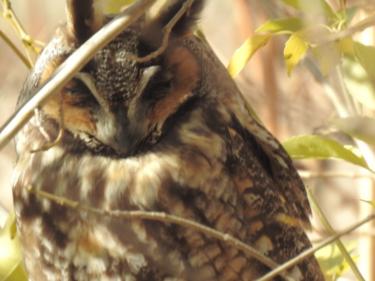 Long-eared Owl - ML194913531