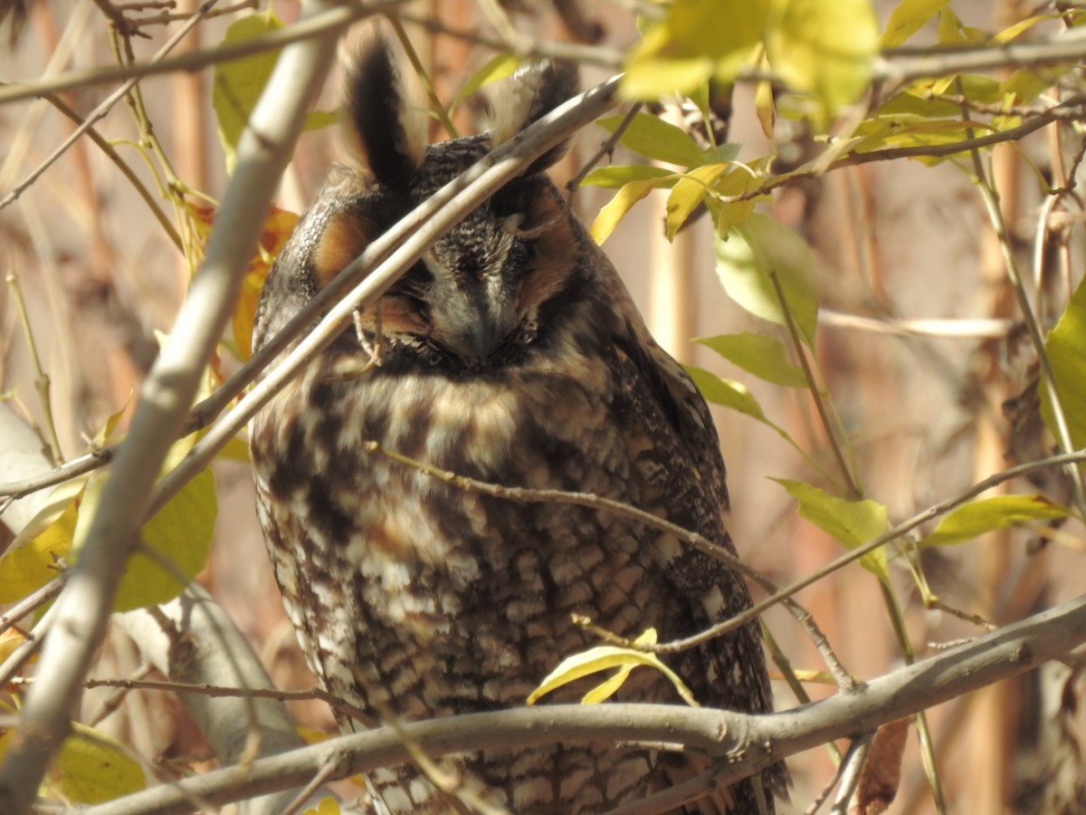 Long-eared Owl - ML194913551