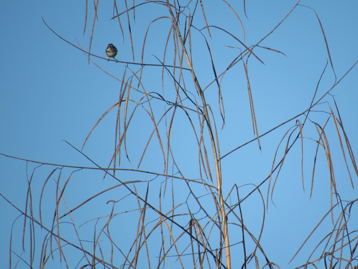 Black-throated Gray Warbler - ML194913851