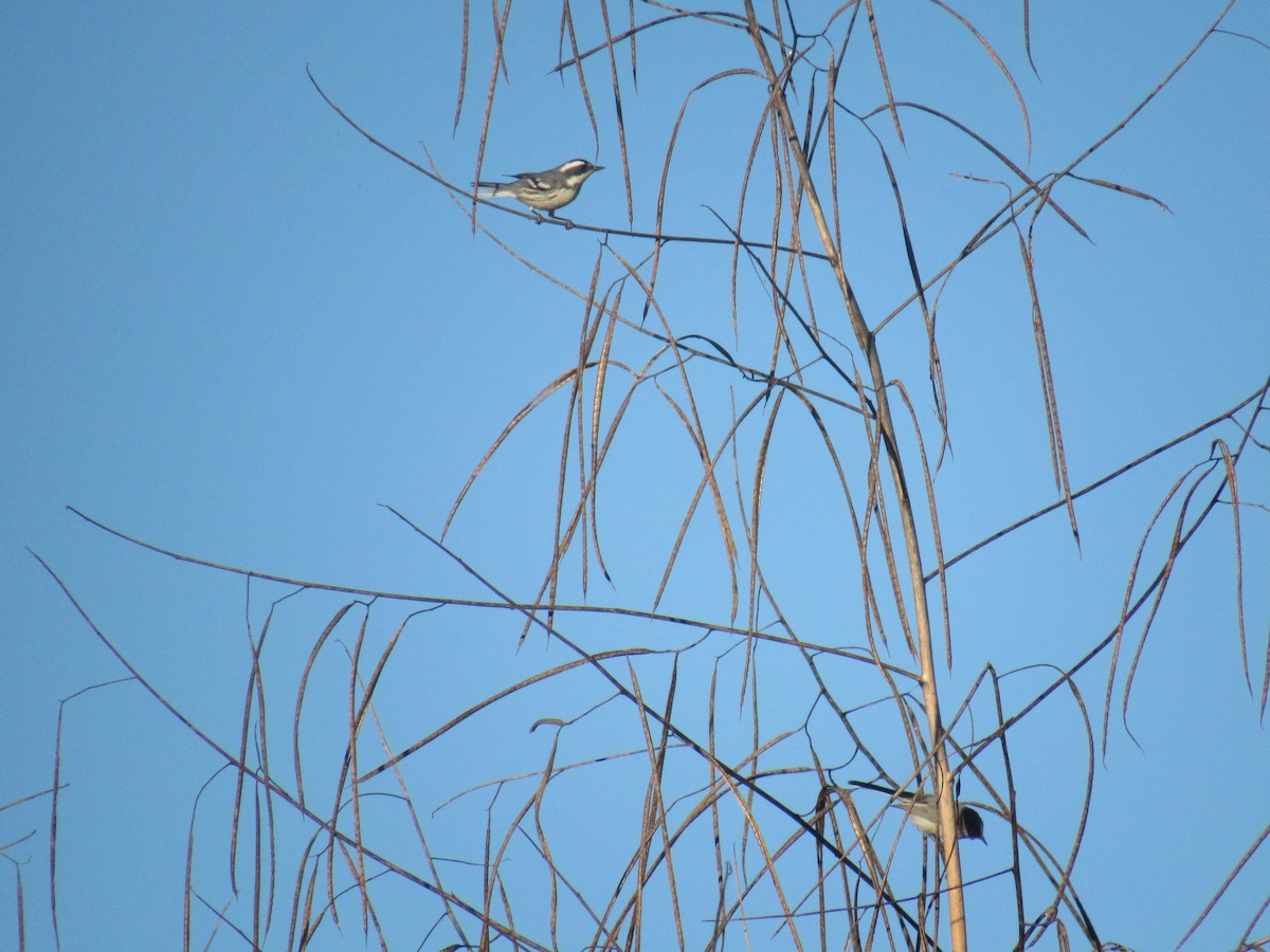 Black-throated Gray Warbler - ML194913881