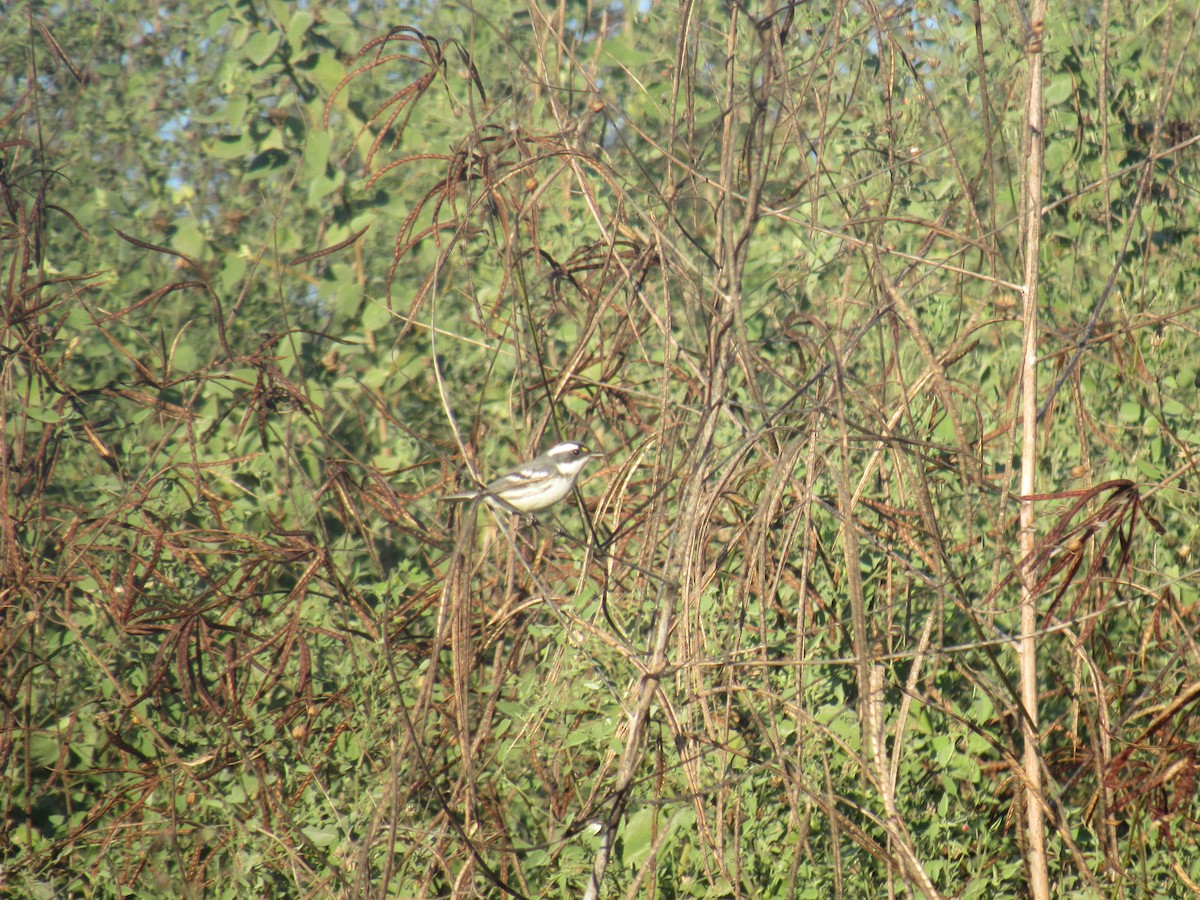 Black-throated Gray Warbler - ML194913971