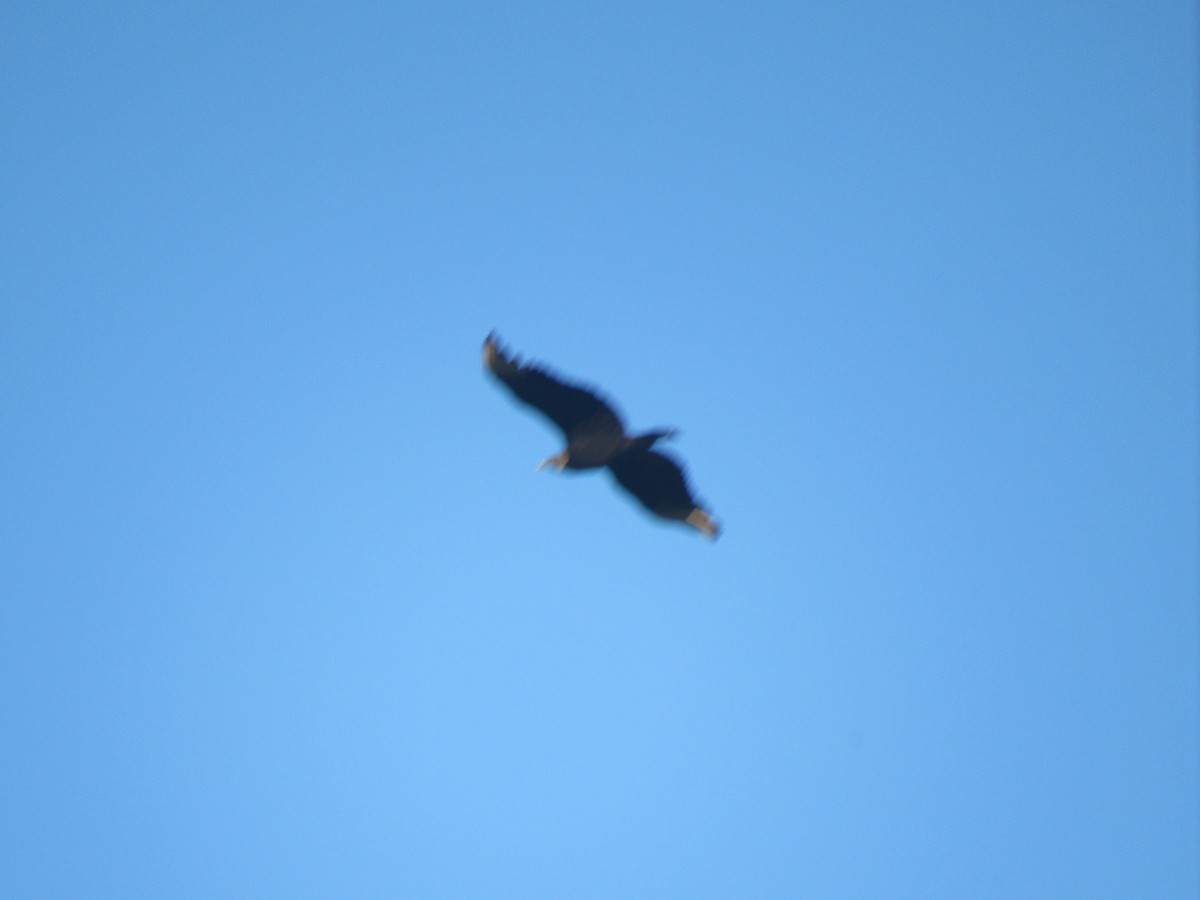 Black Vulture - ML194914241