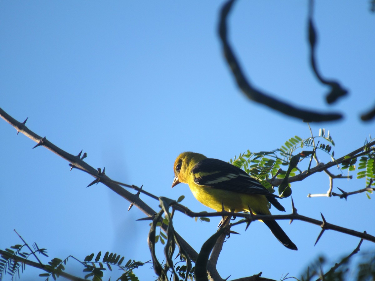 Western Tanager - ML194915011