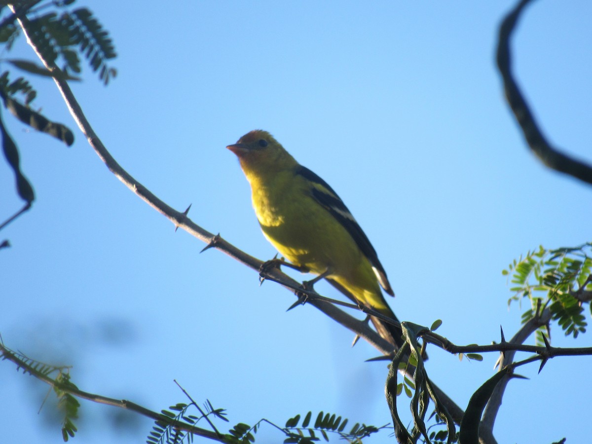 Western Tanager - Hector Tadeo Torres Luna