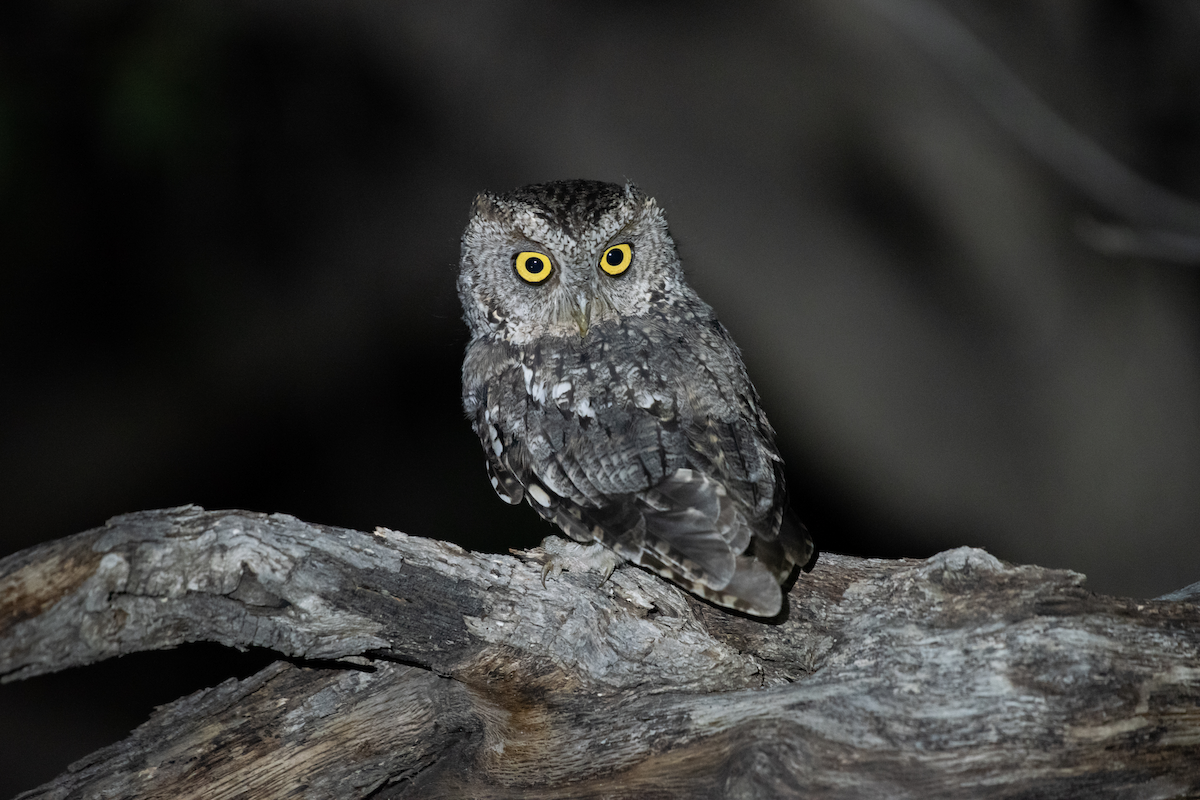 Whiskered Screech-Owl - ML194915351
