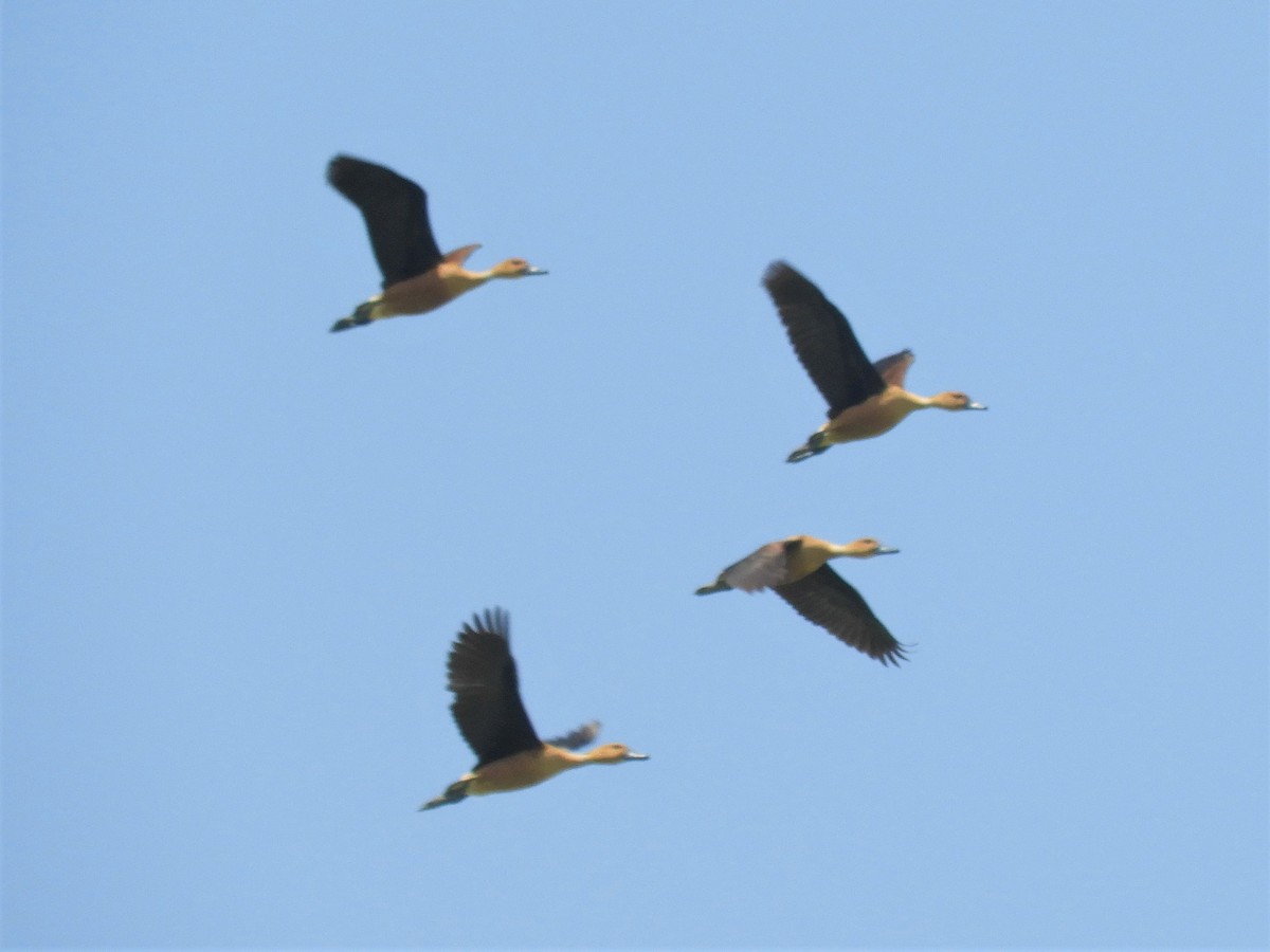 Fulvous Whistling-Duck - ML194915711