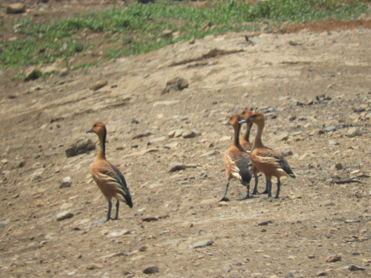 Fulvous Whistling-Duck - Cliff Cordy