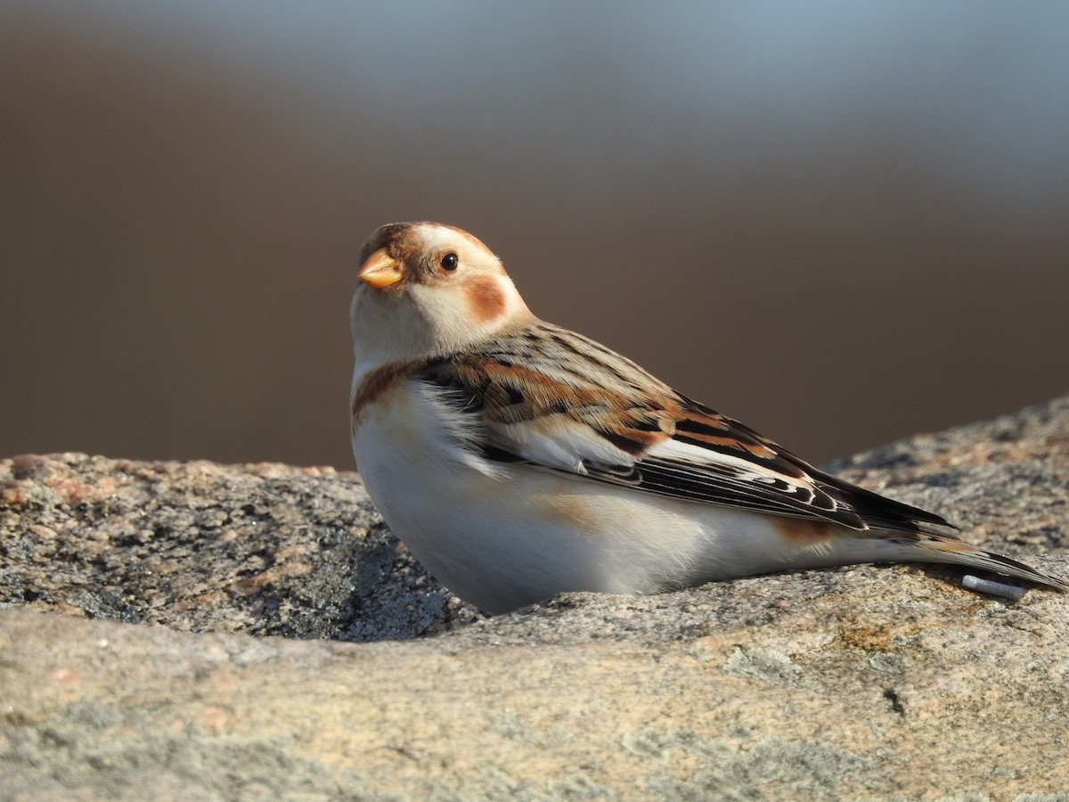 Snow Bunting - Tom Myers