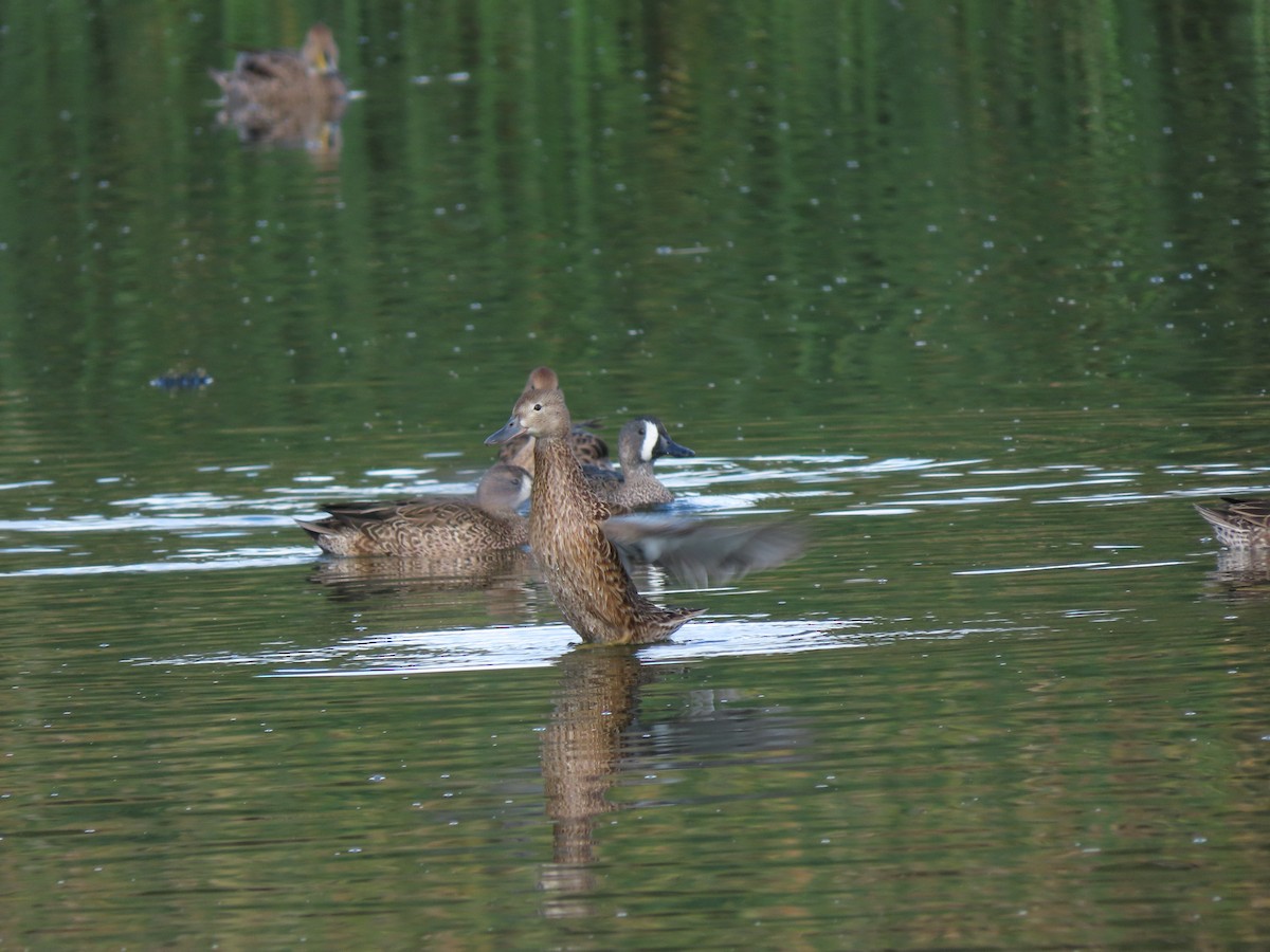 Blue-winged Teal - ML194920131